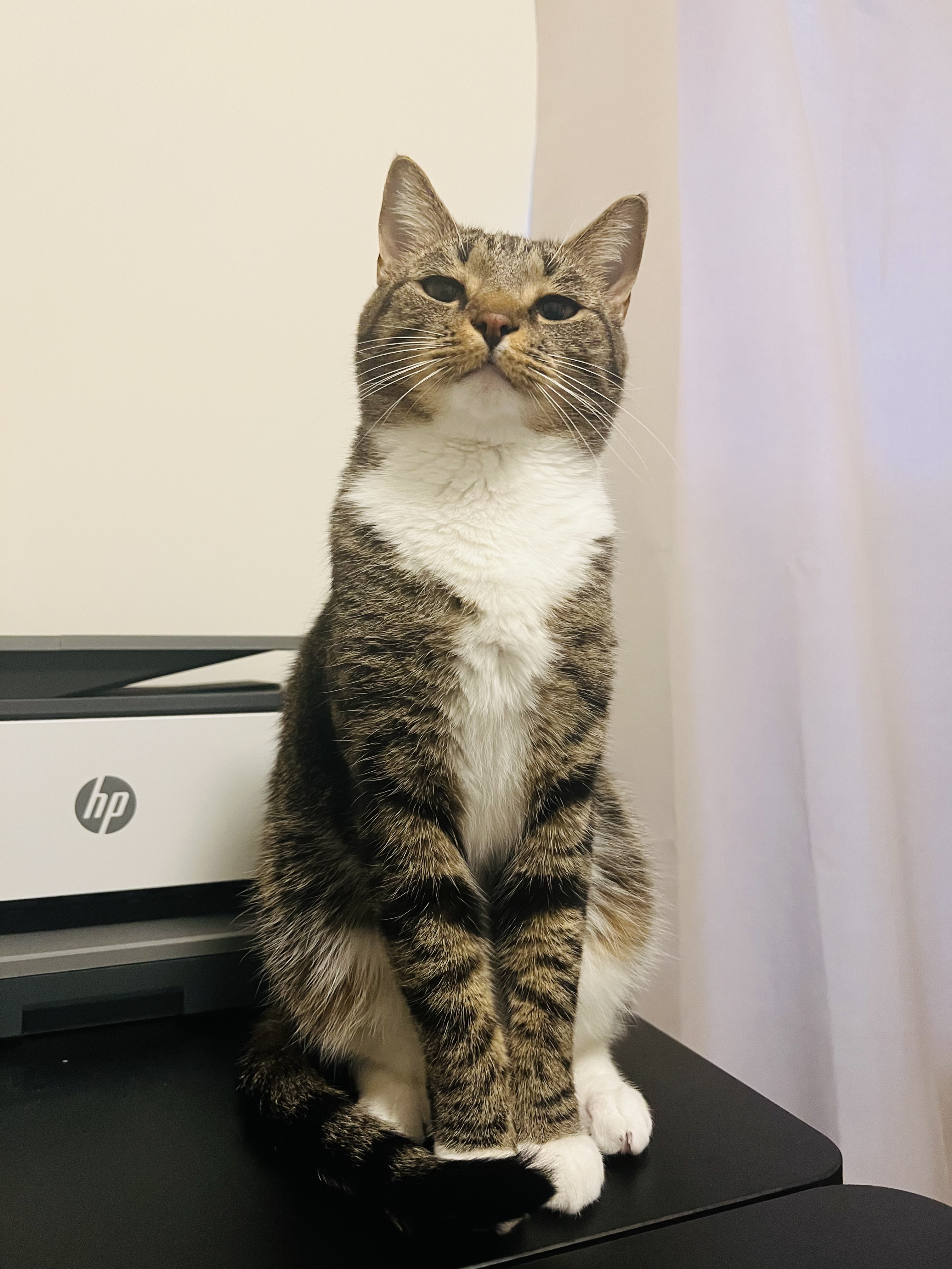Formal photo of Boris
